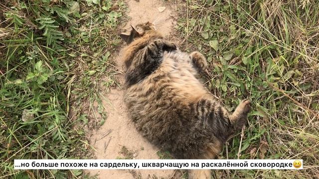 Ржака!!! Толстый кот, как ребенок - смешно гуляет, прыгает и бегает смотреть онлайн