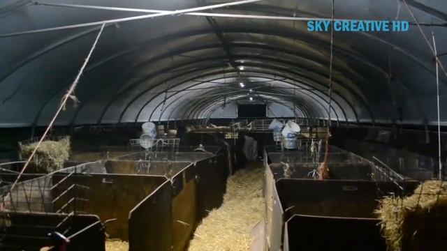 Невероятный современный завод по переработке овец. Удивительная технология автоматического смотреть онлайн