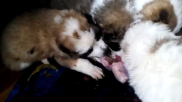 Алабаи делят добычу смотреть онлайн