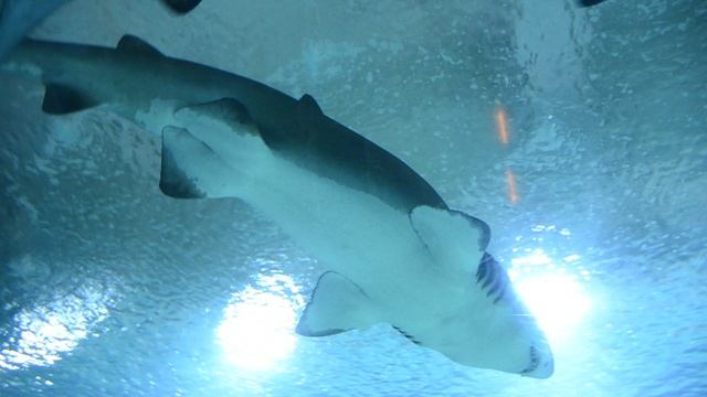 Акулы в океанариуме Валенсии смотреть онлайн
