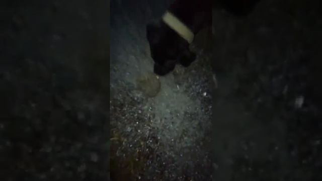 Как кричит Ежик смотреть онлайн