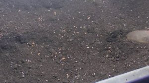 грунт для рассады по технологии Марины Рыкалиной.