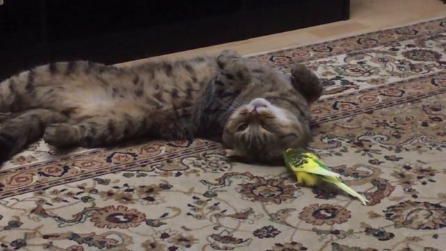 Бесстрашный попугай смотреть онлайн