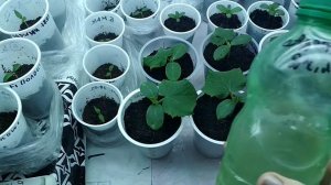 Первая подкормка рассады огурчиков на подоконнике.