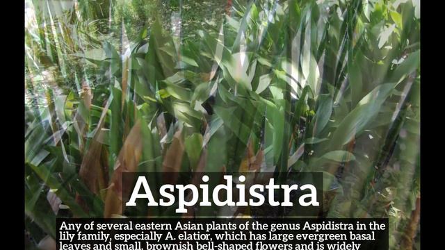 How To Say Aspidistra In English? | How Does Aspidistra Look? | What Is Aspidistra?
