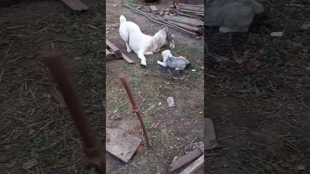 С папой всегда весело🤗🤣❤️🔥Дар Медичи Вануату со своими детками #среднеазиатскаяовчарка #щенкиалаба смотреть онлайн