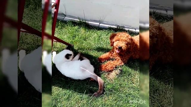 Тайский котенок и той пудель. "Ну поиграй со мной! "???? смотреть онлайн