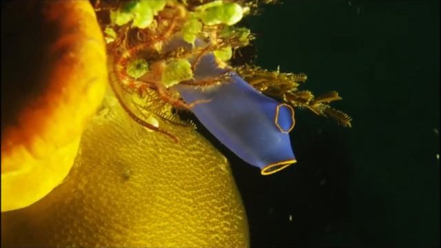 Facts: Sea Squirts (Ascidians) смотреть онлайн