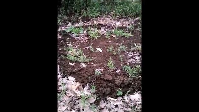 Как найти воду на даче. смотреть онлайн