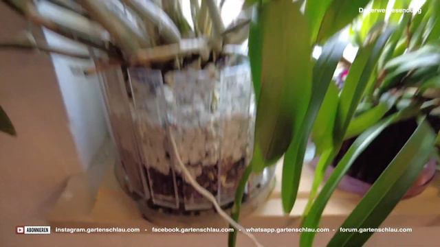 Wie geht es den Orchideen in Colomi - Orchideenrundgang Mitte Mai 2021 // Gartenschlau.com смотреть онлайн