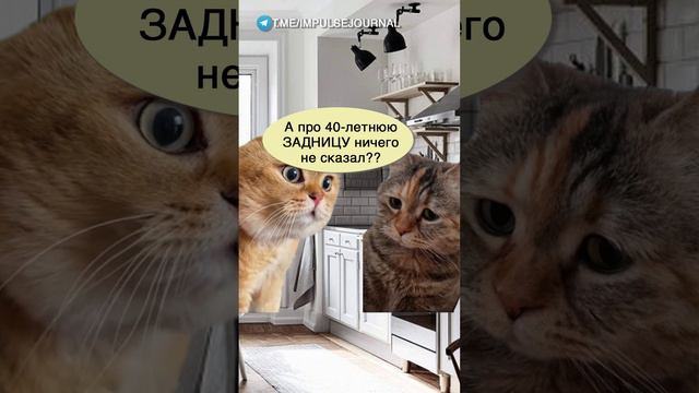 Была у врача #мыкотики #разговор #анекдот #шутки #котики #юмор #смешное #прикольно #мемы #cat смотреть онлайн