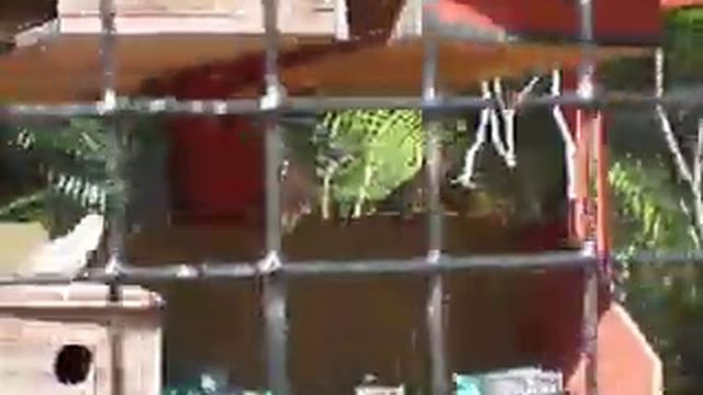 Ardastra Garden & Zoo Nassau, Bahamas смотреть онлайн