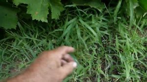 Свинорой пальчатый.