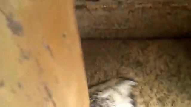 Северо-Кавказская порода Индюшки дерутся смотреть онлайн