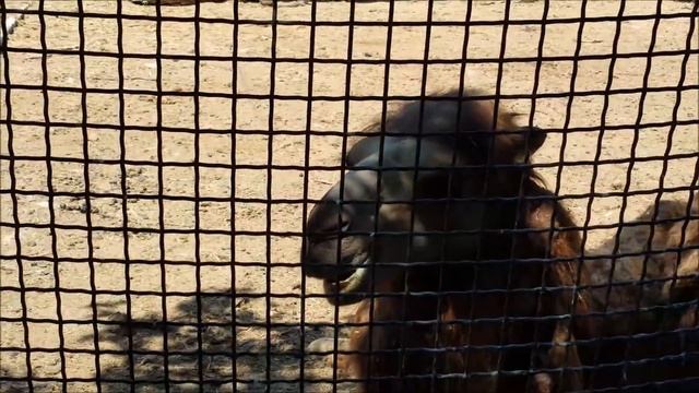 Baku Zoopark - Heyvanlar Parki - Animal Zoo in Baku / Azerbaijan смотреть онлайн