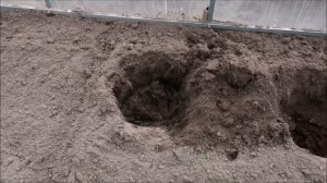 ПОСАДКА ПЕРЦА В ТЕПЛИЦУ. ЧТО ДОБАВИТЬ ПРИ ПОСАДКЕ ДЛЯ ХОРОШЕГО УРОЖАЯ