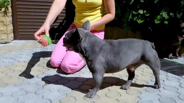 Окрас голубой и мерле. Французские бульдоги. Color blue and merle. French Bulldogs. смотреть онлайн