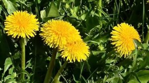 Чем полезен одуванчик и всем ли его можно употреблять. Рецепты из одуванчиков.