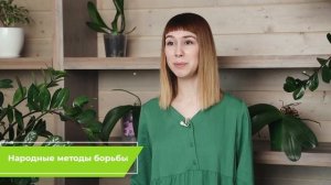 Мошки на комнатных цветах. Как с ними бороться?