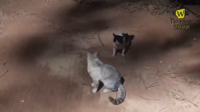 Коты дерутся, но Чайковский смотреть онлайн