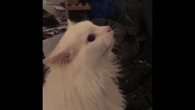 Half life cat смотреть онлайн