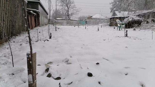 Подготовка сада к зиме, тестирую бензопилу, спилил деревья, из города в деревню смотреть онлайн