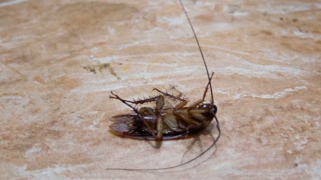 КАК ОБЩАЮТСЯ ТАРАКАНЫ | ВИДЫ ТАРАКАНОВ | КТО ПИТАЕТСЯ ТАРАКАНАМИ смотреть онлайн