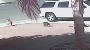 Кот герой спасает ребёнка от собаки