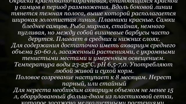 Аквариумная рыбка Барбус вишневый смотреть онлайн