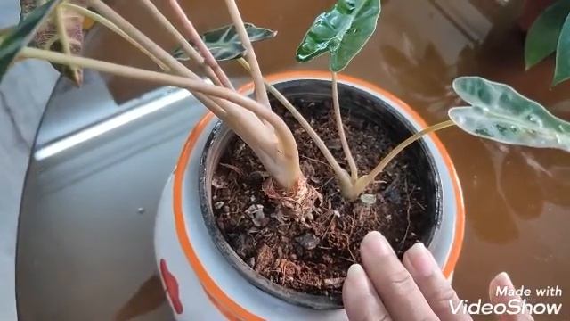 How To Grow Alocasia | About Alocasia Plant | Amazonica | Tropical Plants | Alocasia Plant Care |