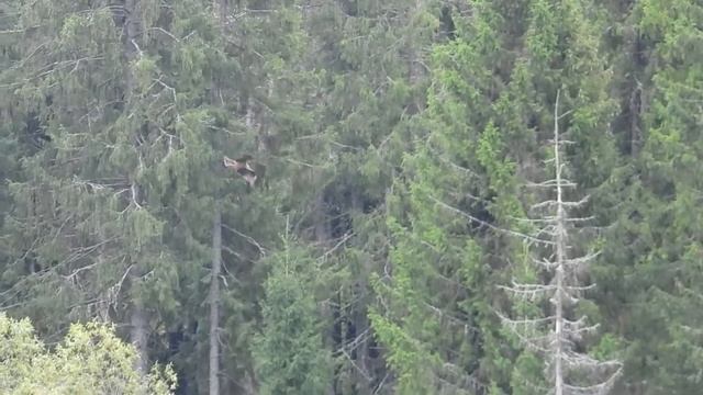 №2532 07 09 2022 Черный коршун смотреть онлайн