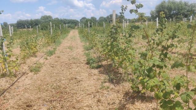 Крупноплодная малина и ежевика. 3 года. смотреть онлайн