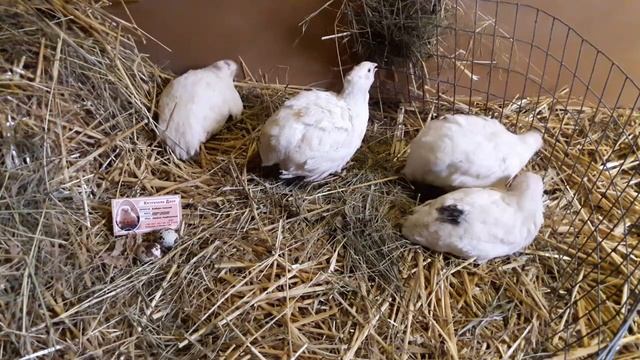 белый БОБ техассец или Немецкий Белый яйцекладка 43 дня. Микс линии перепела начинают работать. смотреть онлайн