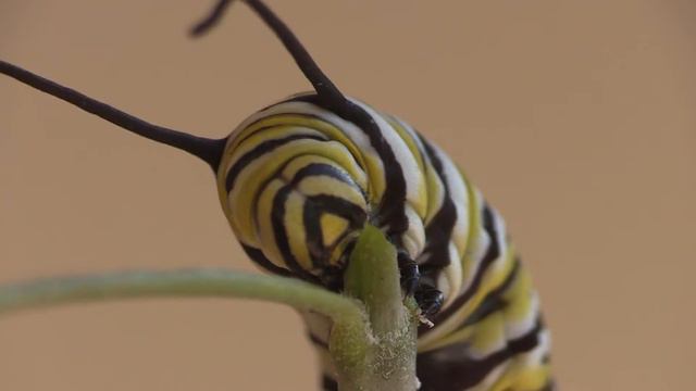 Monarch Caterpillar Macro смотреть онлайн