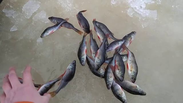 Озеро Волоярви 29.12.2017 смотреть онлайн