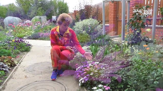 Почему сохнут астры смотреть онлайн