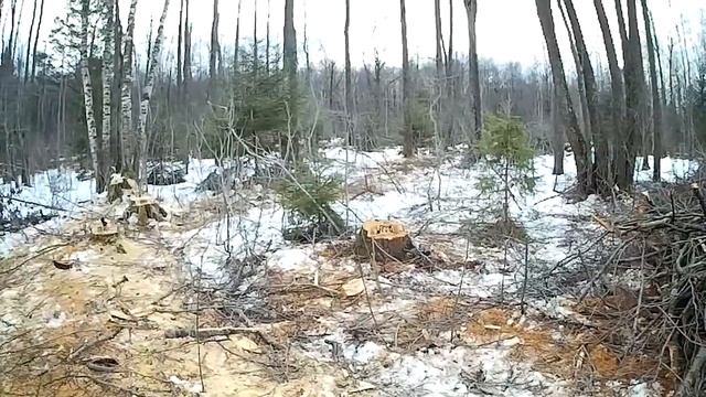 Прорыв в делянку, 5№ новая локация ольховая локация, уборка в делянке , продолжаем ездить и пилить, смотреть онлайн