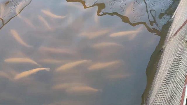 Запуск Стерляди на Пионерском смотреть онлайн