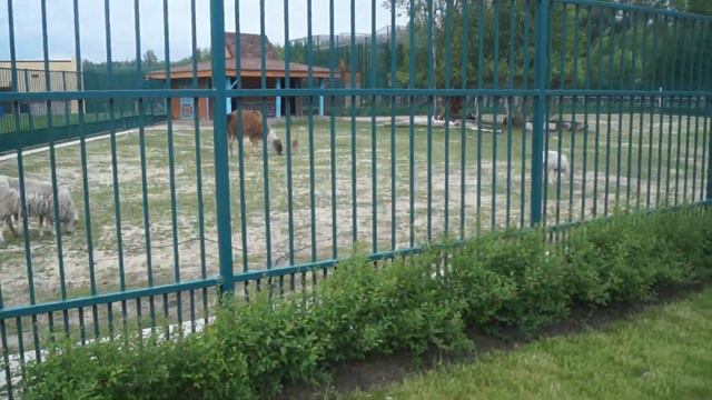 НОВЫЙ БЕЛГОРОДСКИЙ ЗООПАРК смотреть онлайн