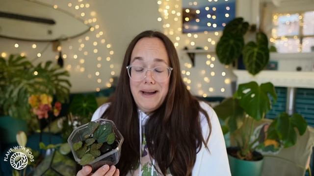 Plant Haul! Wishlist Hoya, aroids and Begonia I haven't showed you yet | Plant with Roos смотреть онлайн