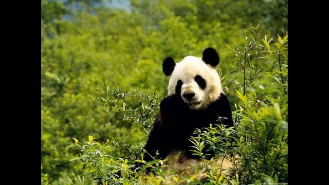 САМЫЕ лучшие фото природа и животные смотреть онлайн