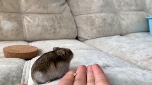 Что нужно знать прежде чем заводить хомяка????￼