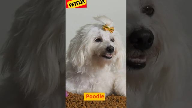 Top 10 Dogs | The Top 10 Breeds Most Commonly Kept As Pets In Homes смотреть онлайн