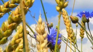 Васильки, колосья и небо + звук лета  #VideoStock
