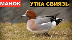 ?ЗВУК (ГОЛОС) УТКА СВИЯЗЬ 2