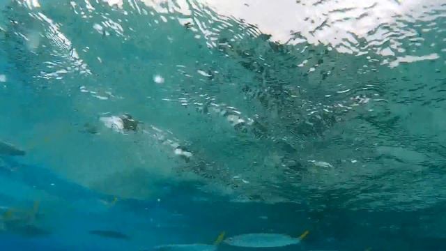 Cayo Coco Cuba Snorkel Video - Memories Flamenco Beach смотреть онлайн