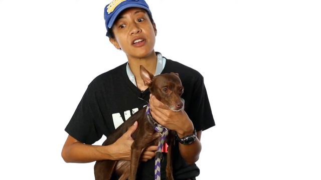 Meet Eve a Miniature Pinscher currently available for adoption at Petango.com! 9/2/2015 7:28:02 PM смотреть онлайн