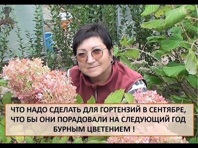 Что надо сделать для гортензий в сентябре,что бы они порадовали на следующий год бурным цветением ! смотреть онлайн