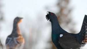 Разведение глухарей в домашних условиях | Дичеразведение