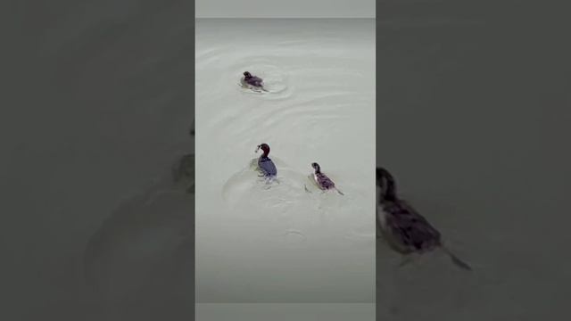 А если мама не нырнёт утёнок с голода помрёт.mp4 смотреть онлайн